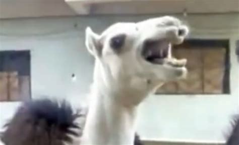 #family guy #family guy gif #peter griffin #peter griffin gif #cartoon #love #cute #best #adorable #tv #quality #beautiful #comic #gif #my gif. And Now - The Camel That Laughs Like Peter Griffin