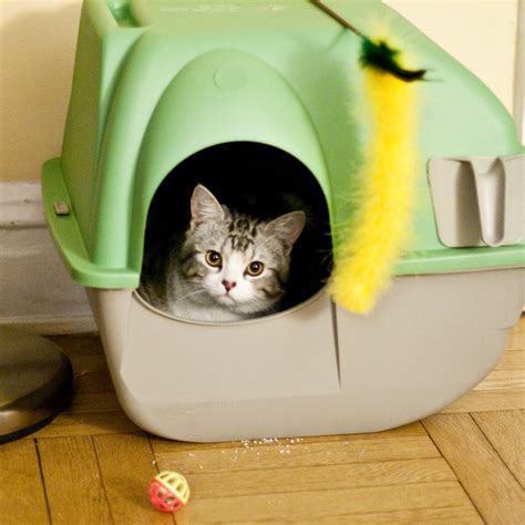 What's the best cat litter box for large cats? Best Self-Cleaning Litter Boxes For Cats | POPSUGAR Pets