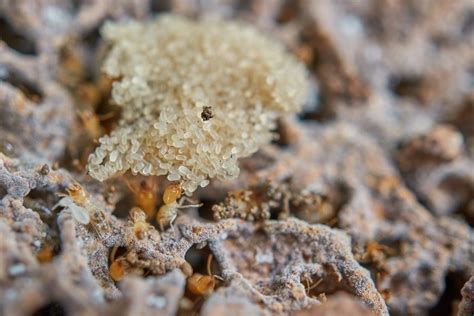 Termites are a major problem for most home, but few people know what they are or what they even look like. Termite Eggs: What Do Termite Eggs Look Like? 10+ Pictures