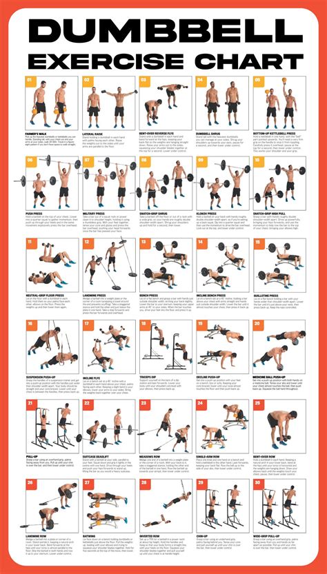 Best Free Printable Dumbbell Workout Poster Pdf For Free At Printablee