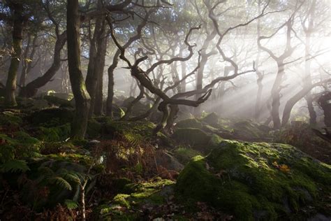 Ancient Woodland In Peak District Uk By James Mills Photorator
