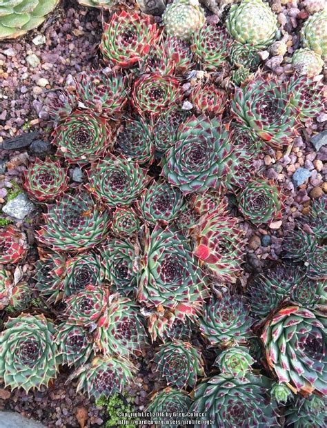 Sempervivum and Jovibarba forum: Sempervivum and Jovibarba chat