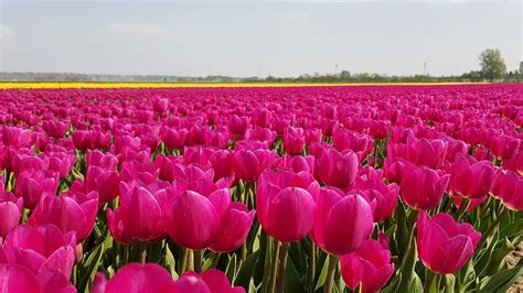 Free Download Hd Wallpaper Tulips Bulbs Spring Holland Tulip