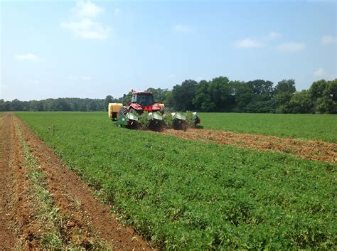 Peanut acreage, yields boost state's rankings | Mississippi State