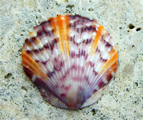 Colorful Scallop Shell Carolynthepilot Flickr