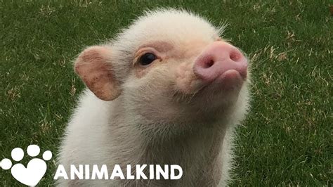 Hank The Mini Pig Is Lifegoals Animalkind Youtube