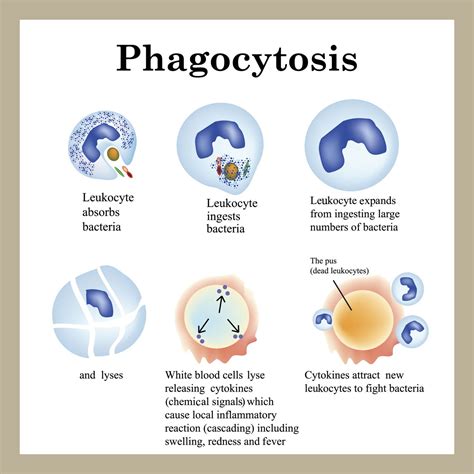 Check spelling or type a new query. Phagocytosis Process