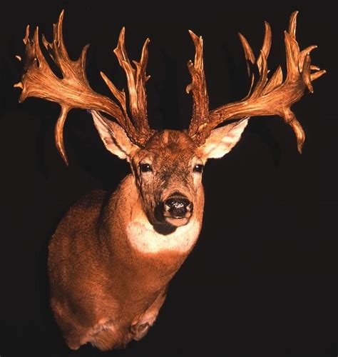 Ohio Record Bucks Now In Searchable Database