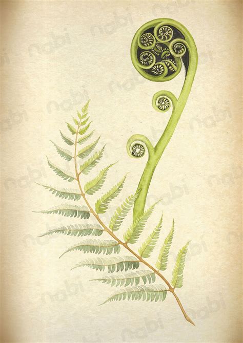 A4 Vintage Style Printable Botanical Art New Zealand Native Plant