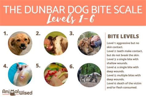 The 6 Levels Of Dog Bites The Dunbar Bite Scale