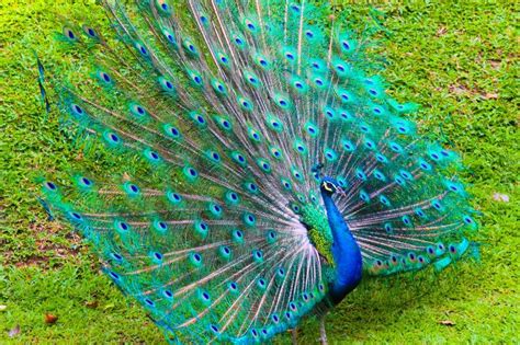 Check spelling or type a new query. national bird,animal.flower of India | Indian national ...