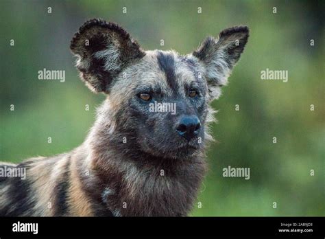 African Bush Dog Hi Res Stock Photography And Images Alamy