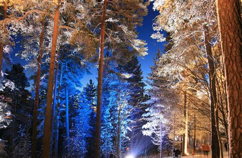 Forest Near Tampere Finland Hiver