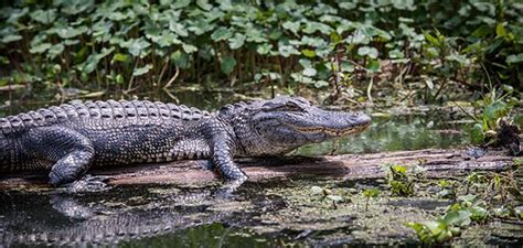 Owning a home in tampa is quite easy as it offers a vast array of living options developed by centex homes, gl homes, horizon. Three Out-of-the-Box Tampa Bay Attractions | Florida ...