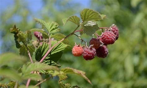 Raspberries Harvest And Storage