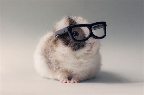 3840x2160 Resolution White And Gray Hamster Wearing Eyeglasses Photo