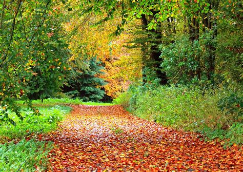 Path In Autumn Forest 4k Ultra Fondo De Pantalla Hd Fondo De