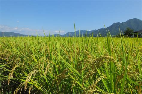 The areas of basmati rice production in india are in the states of madhya pradesh, punjab, haryana, rajasthan basmati is a variety of long grain rice which is traditionally from north india and pakistan. Rice | Diseases and Pests, Description, Uses, Propagation
