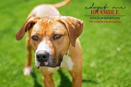 A kansas city, mo 64155 rescue helping to find loving homes for dogs, cats. How to Quickly Get Dogs Adopted - Decreasing Time of Stay ...