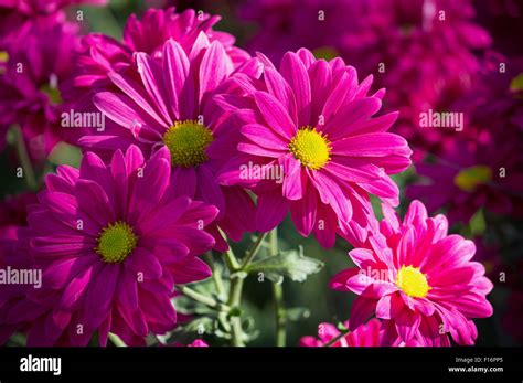 Pink Chrysanthemums Daisy Flower Stock Photo Alamy