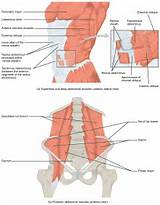 Core Muscles Diagram Images