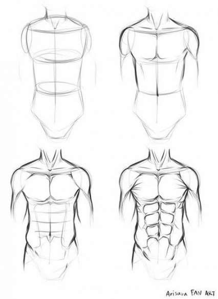 Torso Anatomy Reference How To Draw The Human Torso Learn Anatomy For