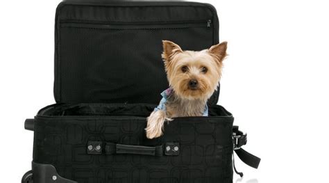 De plus, des cas de rage animale importés par des voyageurs imprudents ou non consciencieux sont toujours possibles et alors tout chien ou chat incorrectement vacciné contre la. Trouver un lieu de vacances accueillant pour les chiens ...