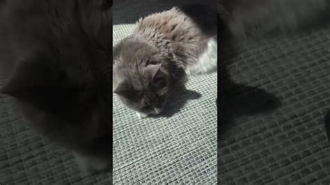 Cute Cat Sleeping Youtube