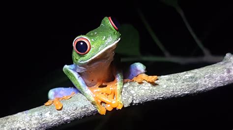 Smiling Tree Frog I saw while in Costa Rica. : frogs