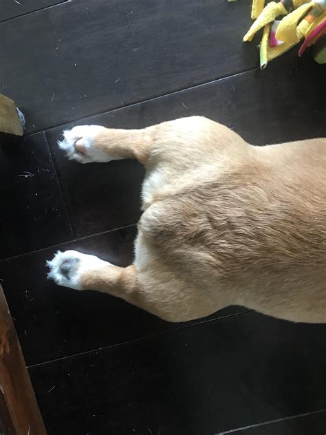 My Dogs Butt Looks Like A Turkey Pics