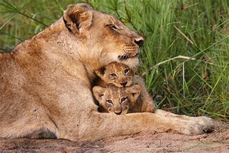 Two Baby Cubs Snuggle With Their Mother Lioness David