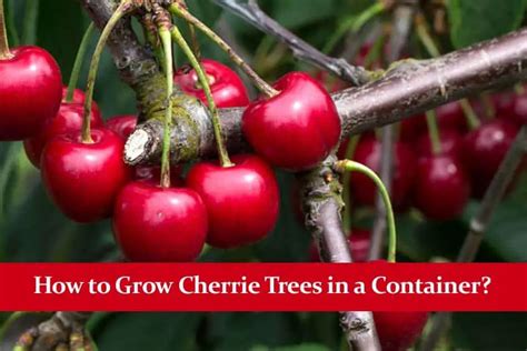 How To Grow Cherrie Trees In A Container The Complete Guide