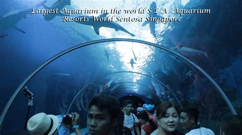 Largest Aquarium In The World S E A Aquarium Resorts World Sentosa