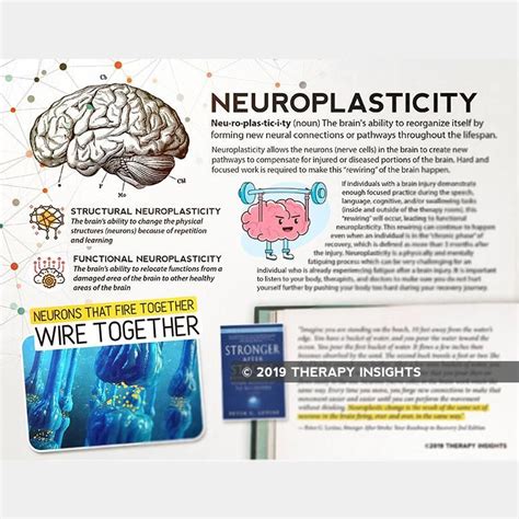 Pin On Neuroplasticity