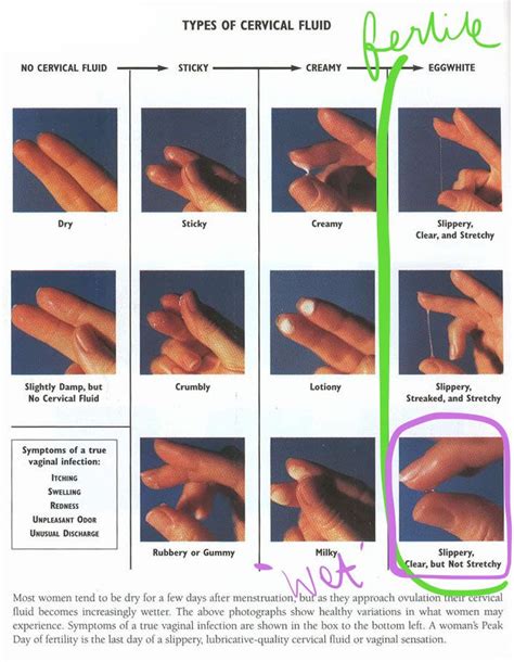 Ovulation is one of the major stages in your menstrual cycle in which there are observable signs. Tracking Cervical Fluid 101 | Cervical, Cervical mucus ...