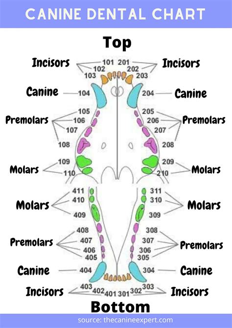 Canine Dental Chart Dog Dental Chart With Pictures The Canine Expert