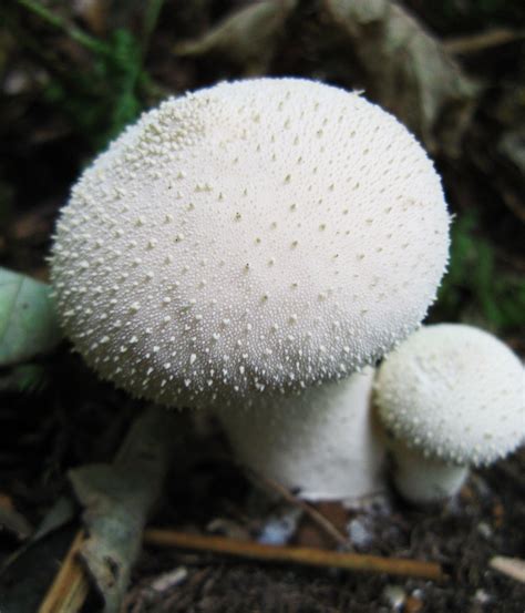 Edible Puffball Mushroom
