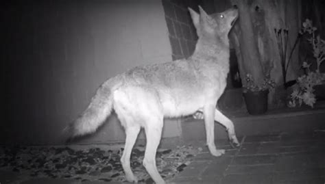 Coyote Seen In Windansea Area Chasing And Attacking Stray Cat La