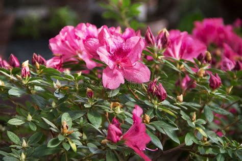 Flora Beautiful Pink Azalea Bush Close Up Stock Image Image Of