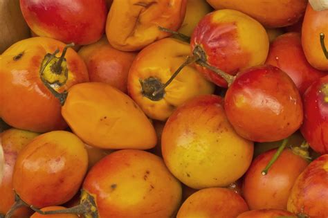 23 Fun And Fascinating Facts About Tamarillo Tons Of Facts