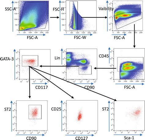Flow Cytometry Plots Showing Gating Of Ilc2 In The Lungs After Gating