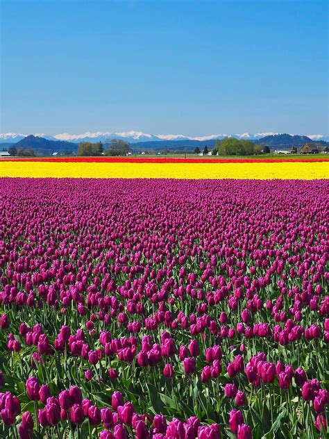 The Skagit Valley Tulip Festival How To Plan Your Visit