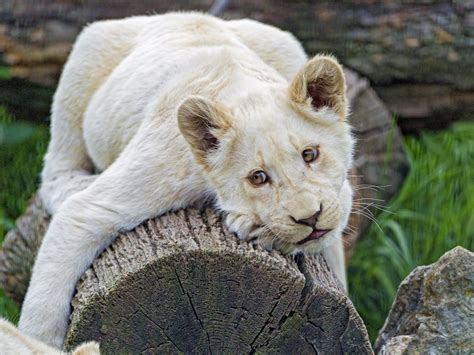 Flat On The Log A White Lion Cub Looking Really Adorable L Flickr