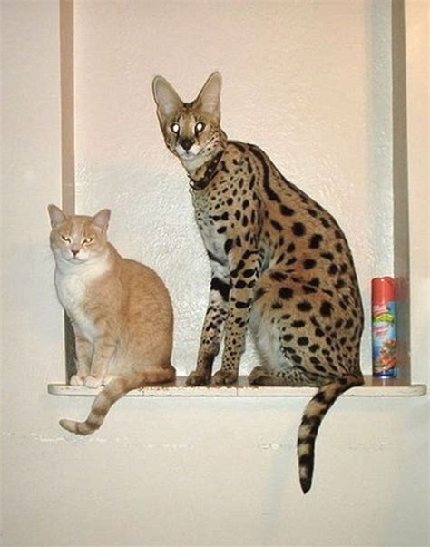 Bengal Cat Size Comparison To Domestic Cat Dogs And Cats Wallpaper