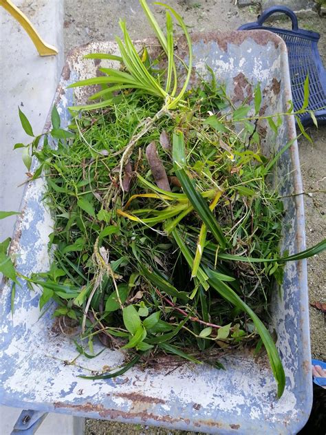Tentu saja perlu juga perawatan terhadap rumput tersebut agar taman juga terlihat tetap indah dan terawat. BLOG RABIA ADAWIYAH: Cabut rumput di belakang halaman rumah