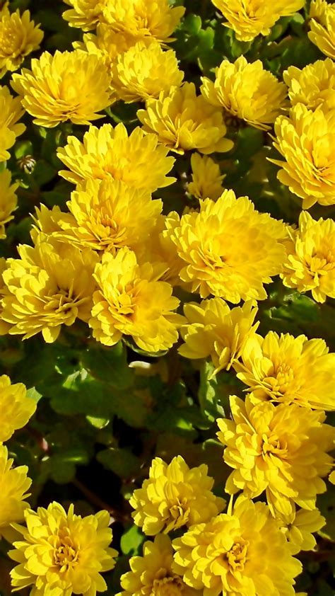 Yellow Chrysanthemum Artofit