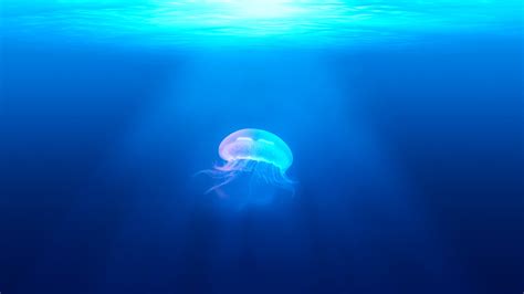 Download 2560x1440 Wallpaper Underwater Fish Jellyfish Dual Wide