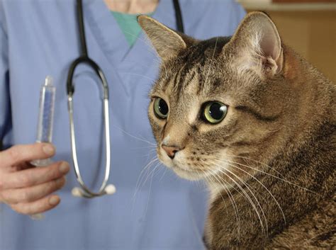 Der ileus, wie der medizinische fachbegriff für darmverschluss lautet, sorgt dafür, dass sich der nahrungsbrei im darm des tieres. Darmverschluss bei Katzen rechtzeitig erkennen