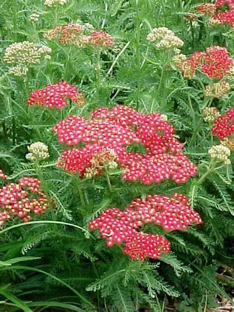 So you are looking for plants that attract butterflies? Perennials for this area | Plants that attract butterflies ...
