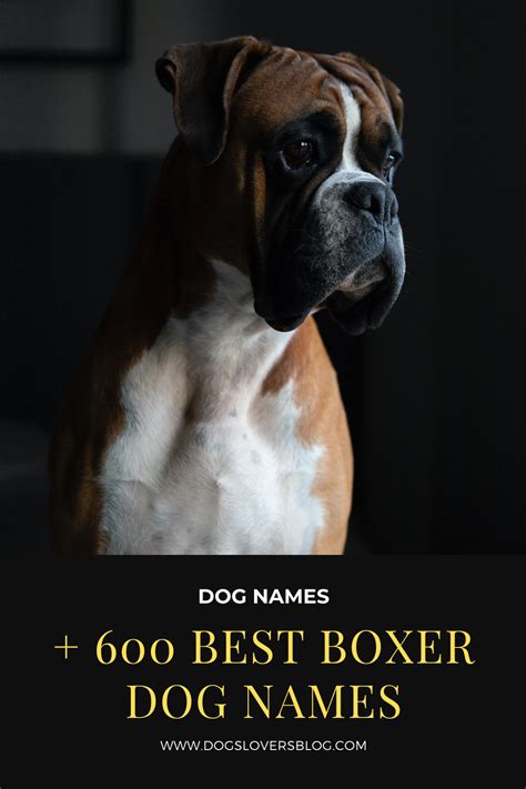 600 Best Boxer Dog Names The Ultimate List Boxer Dog Names